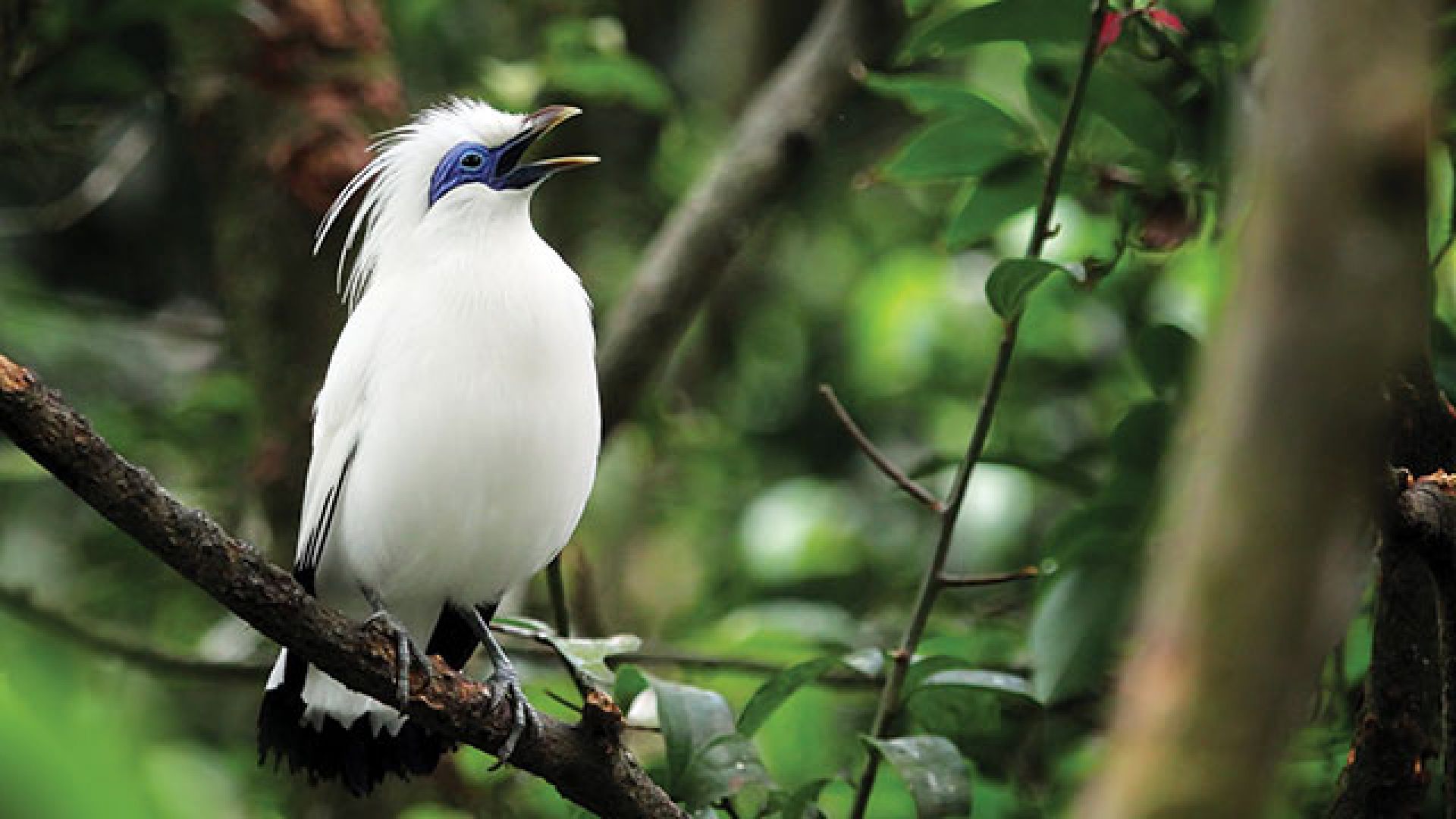 Burung-jalak-Bali-2