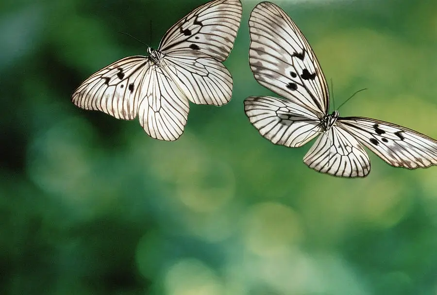 Kupu-kupu Saputangan