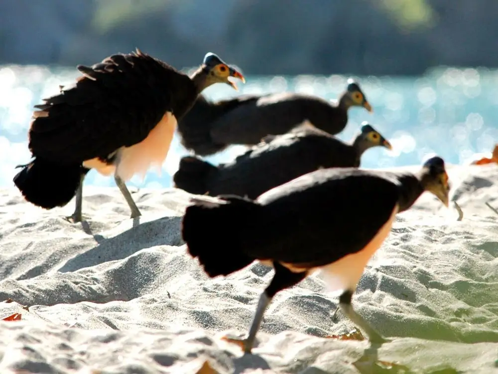 Burung Maleo