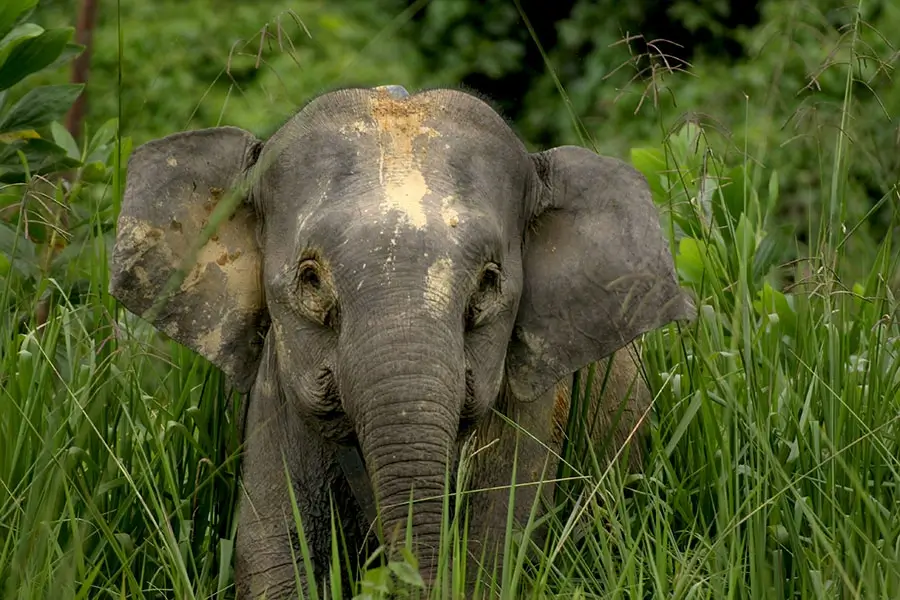 Gajah Kalimantan