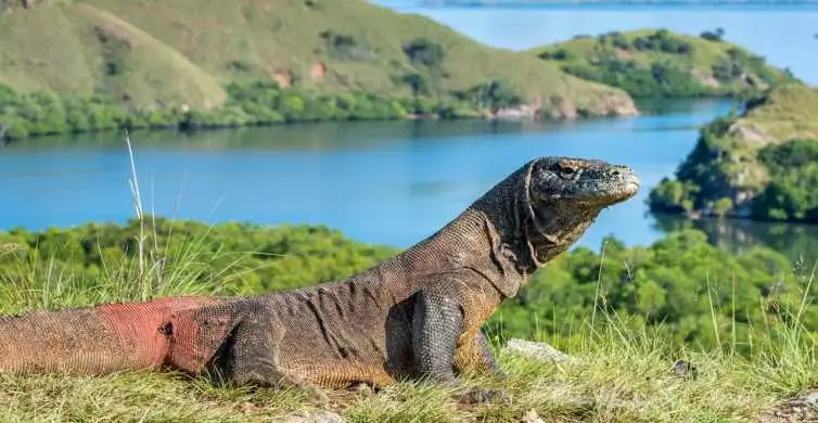 Komodo