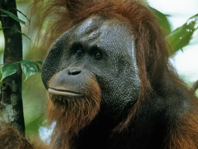 Orangutan