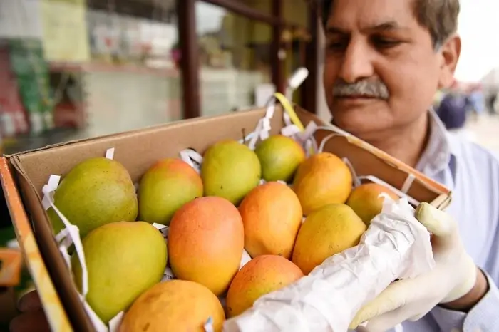 Mangga Alphonso