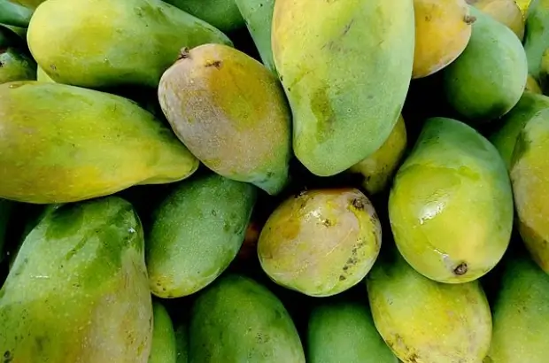 Mangga Cengkir