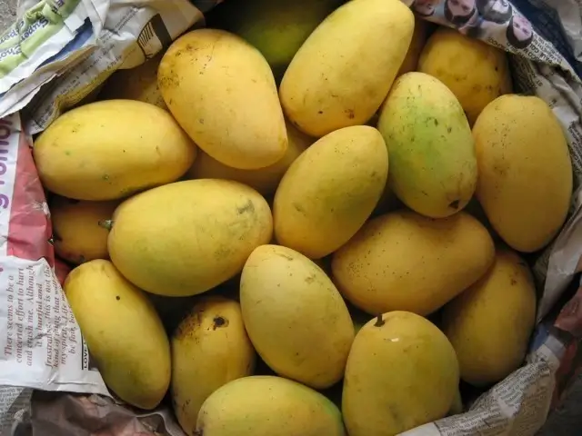 Mangga Chaunsa