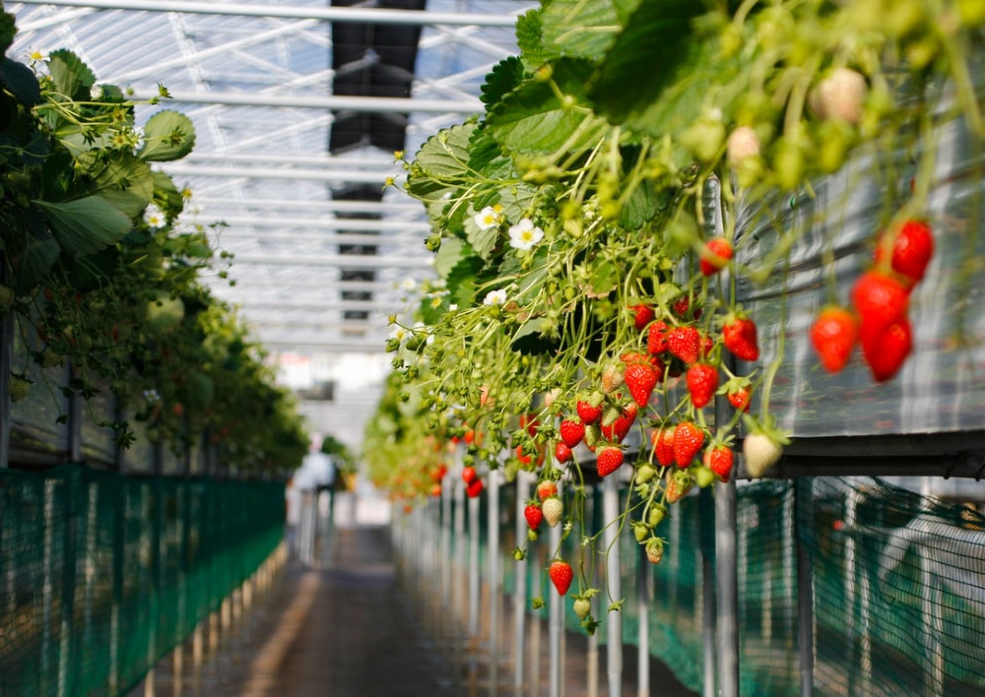 Kebun Strawberry Emte Highland Resort