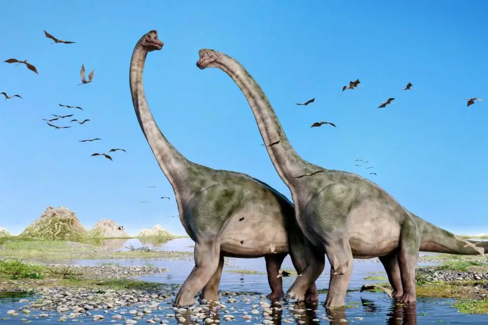 Sauropod