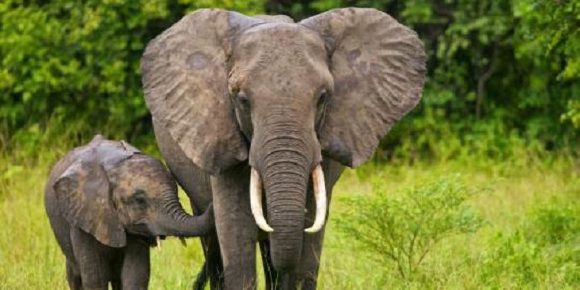 hewan yang dilindungi gajah sumatera
