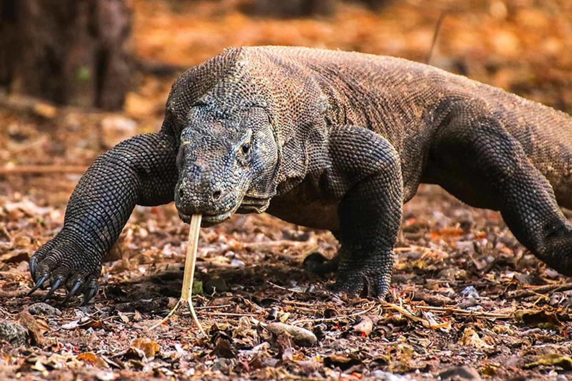 komodo