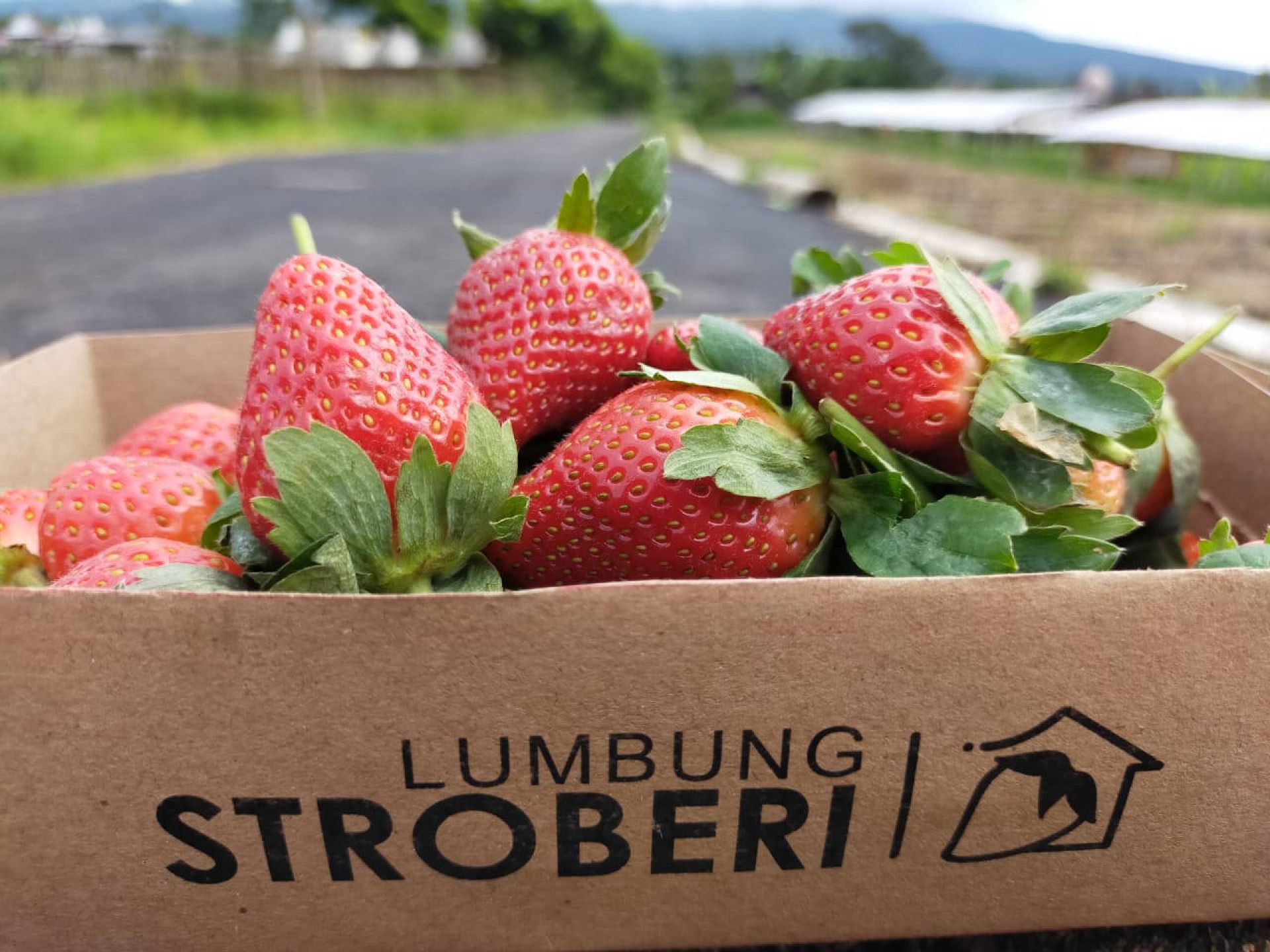 lumbung strawberry kota malang