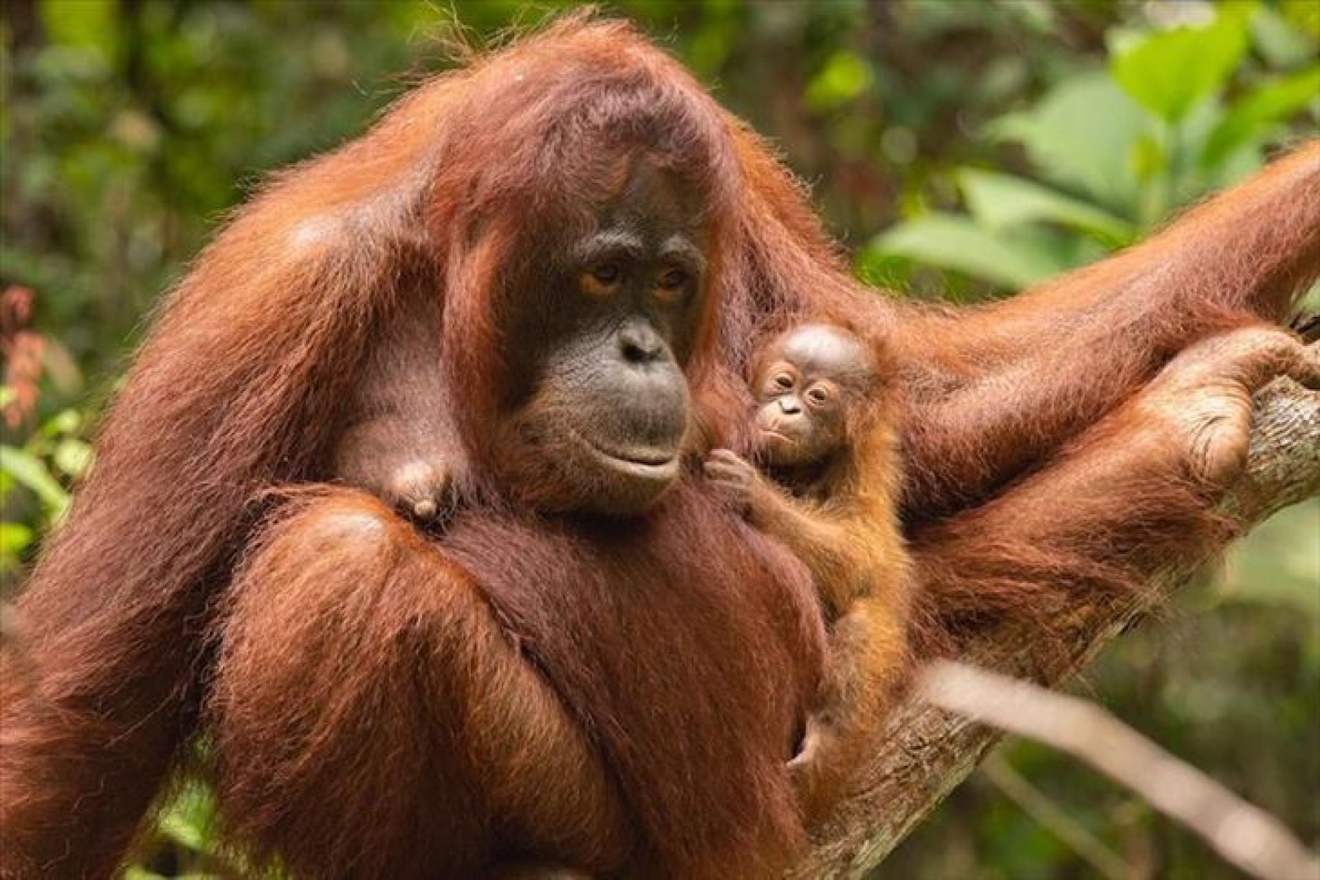 orang utan hewan yang dilindungi