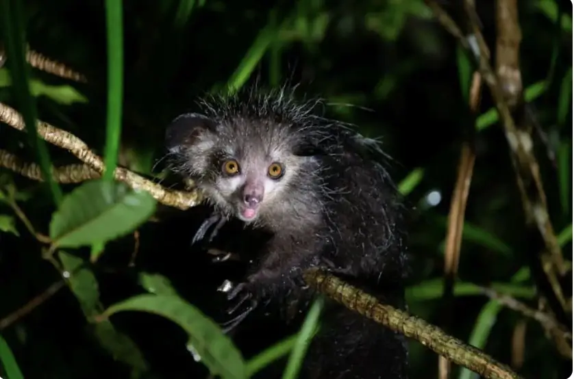 Aye-aye