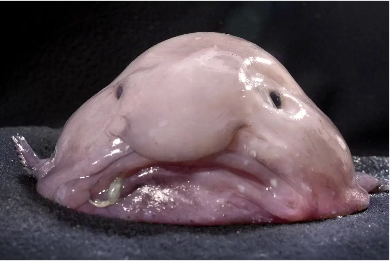 Blobfish Warna Merah Muda