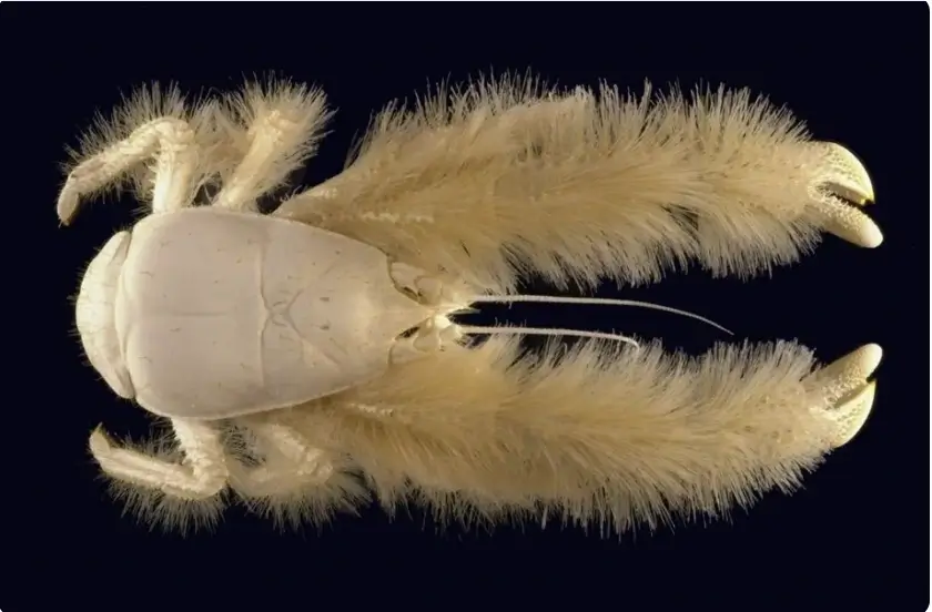 Kepiting Yeti