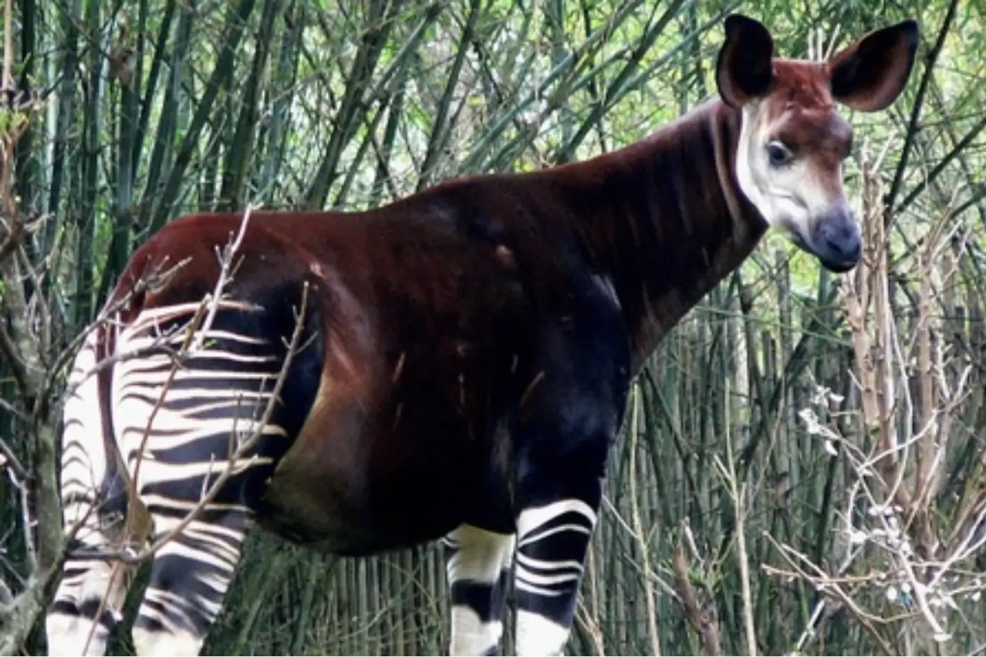 Okapi