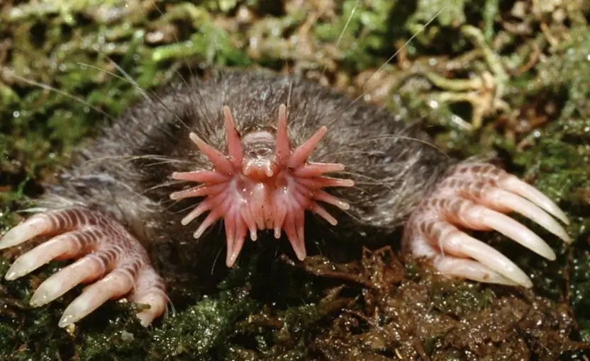 Tikus Tanah Berhidung Bintang