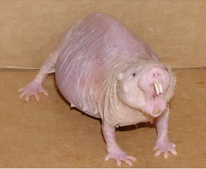 Tikus Tanah Telanjang