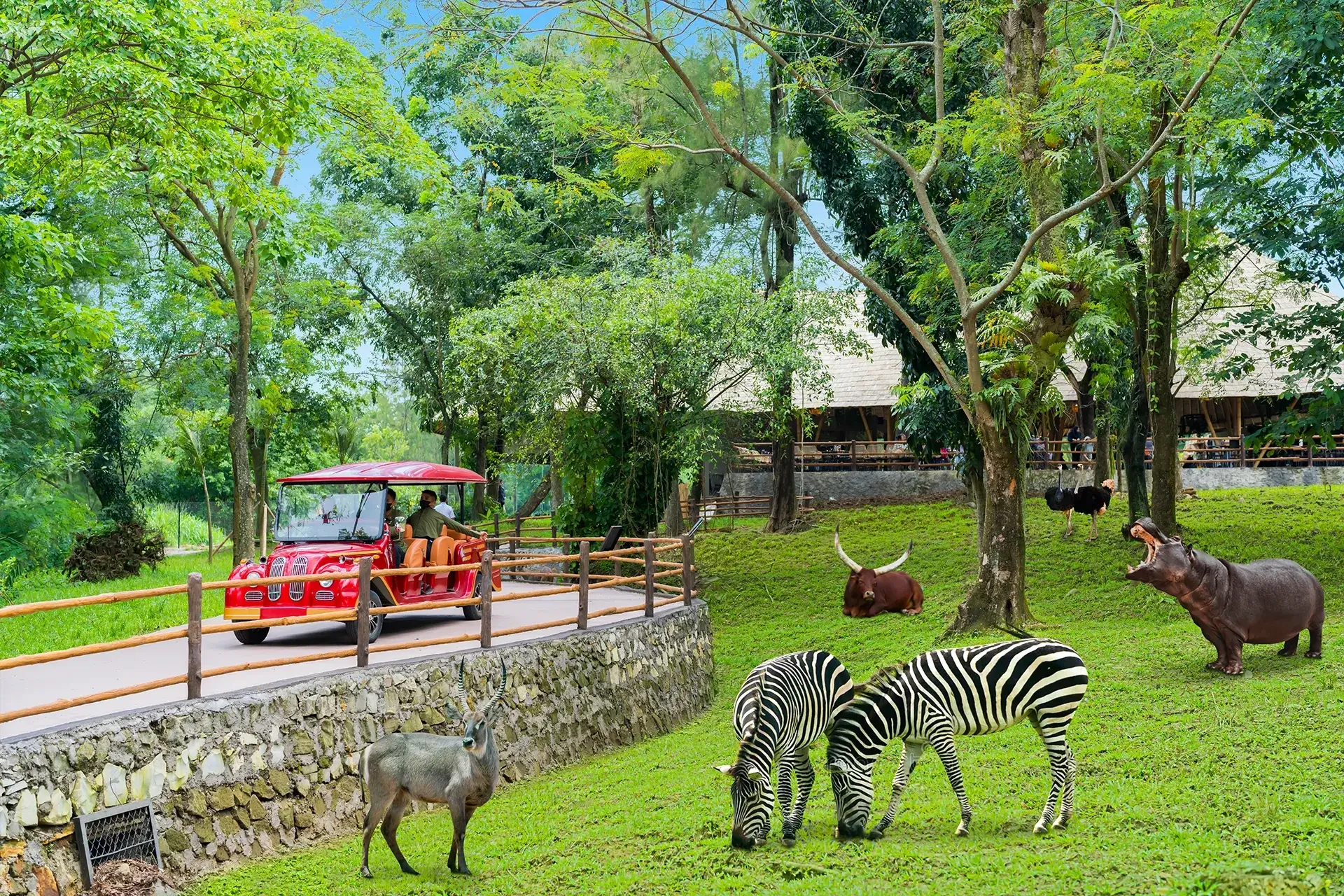 Solo Safari