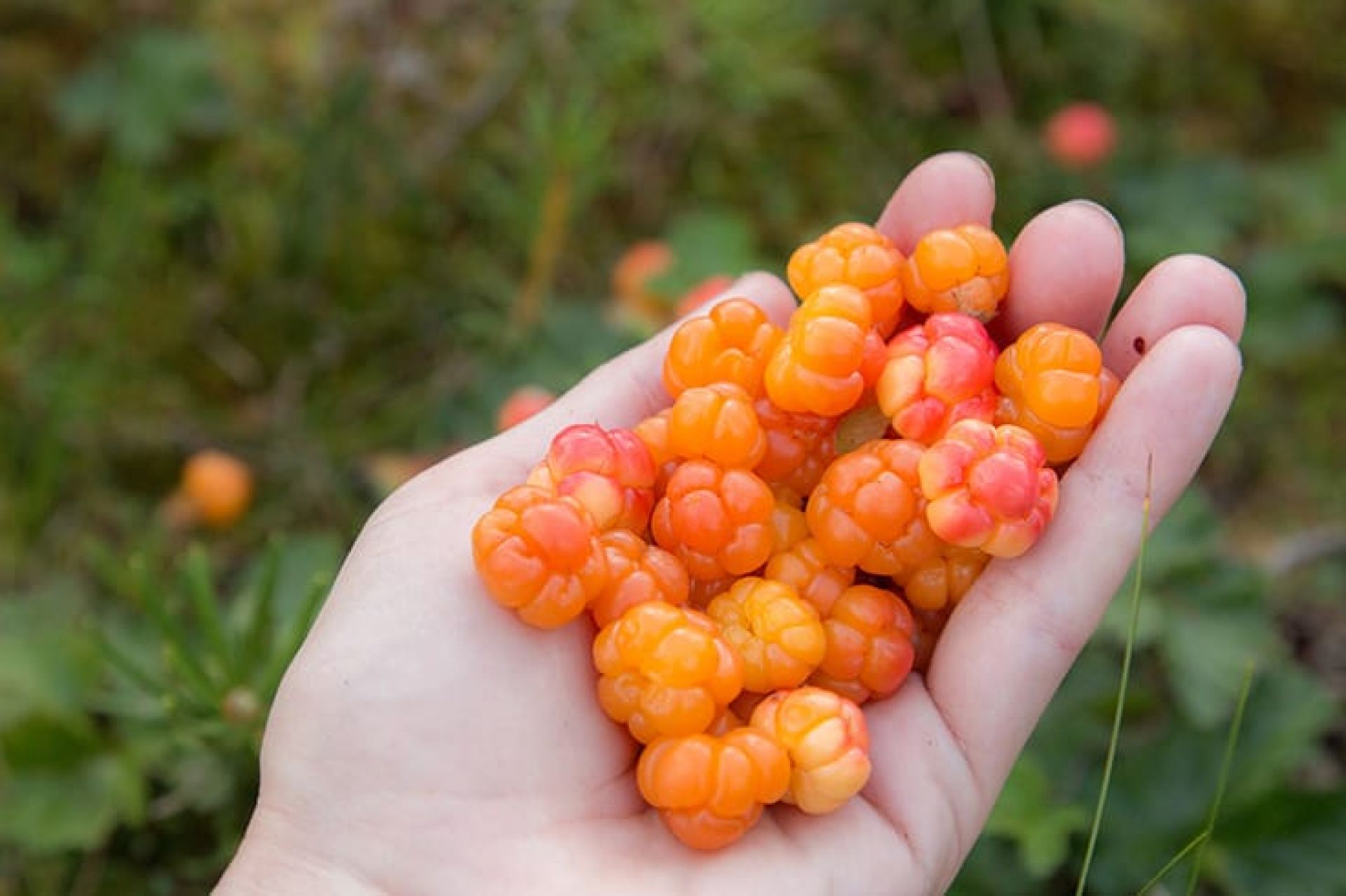 Cloudberry