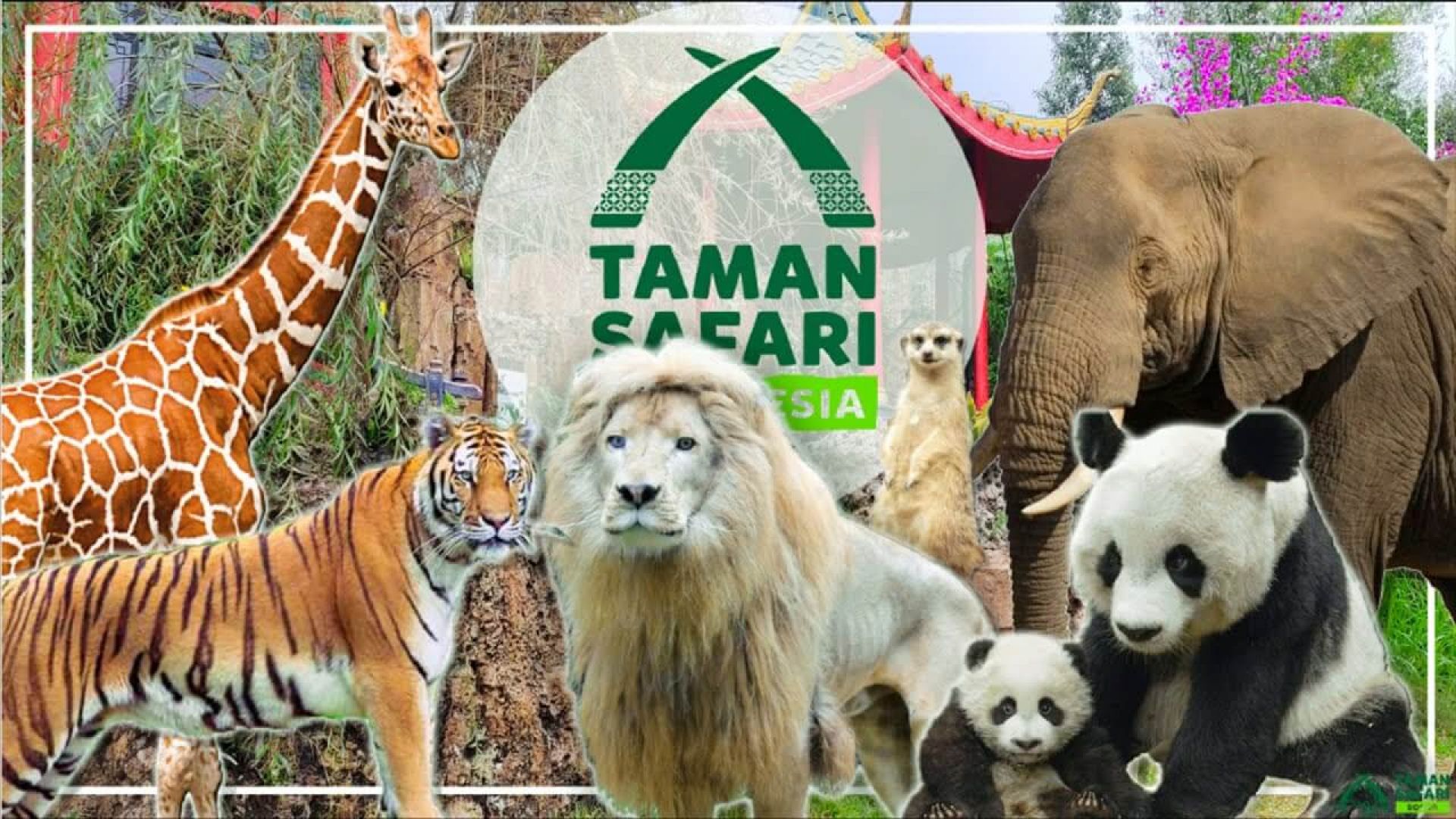 Kenali Macam-Macam Hewan di Taman Safari Ditemani Yupi Wild Safari