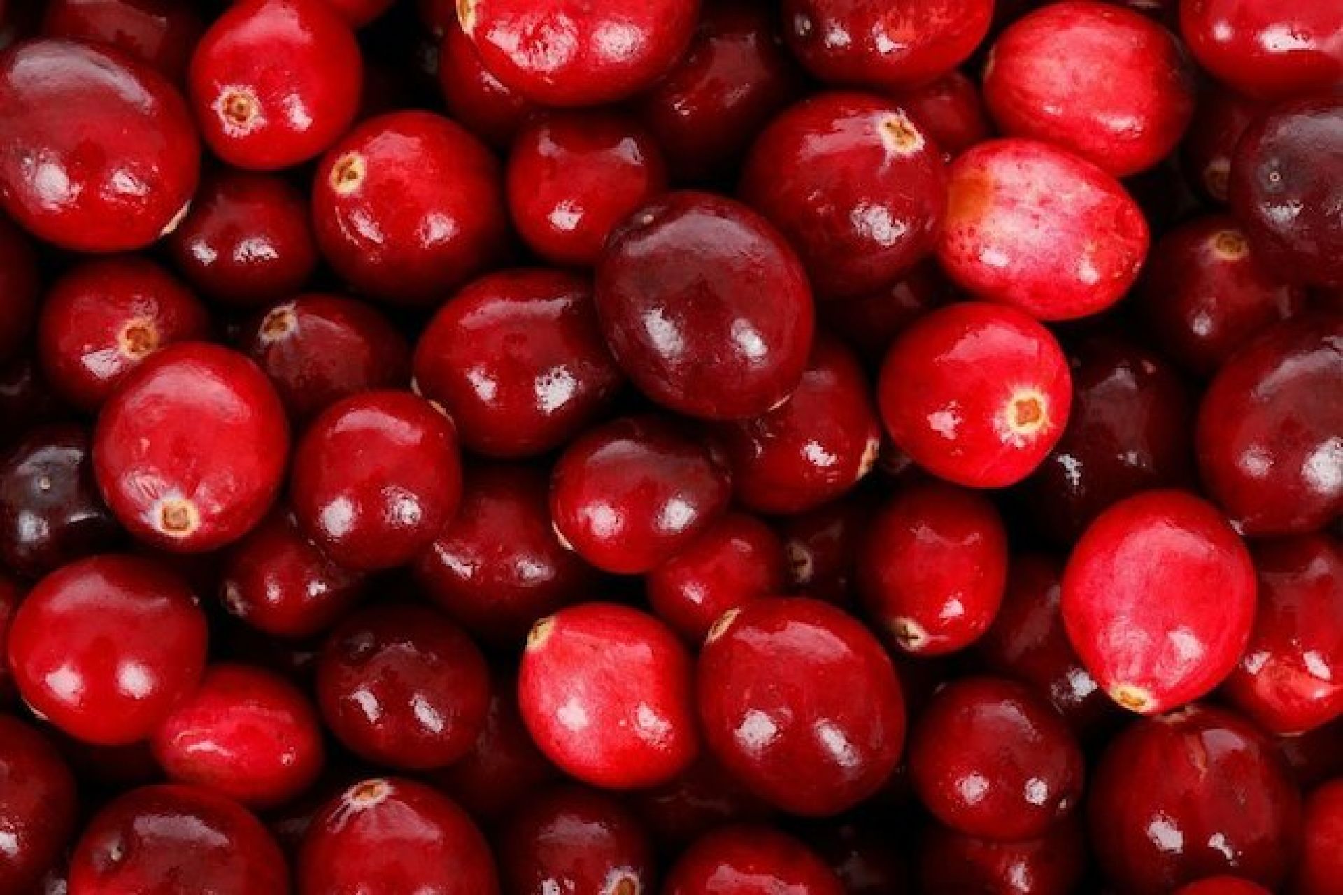 cranberry