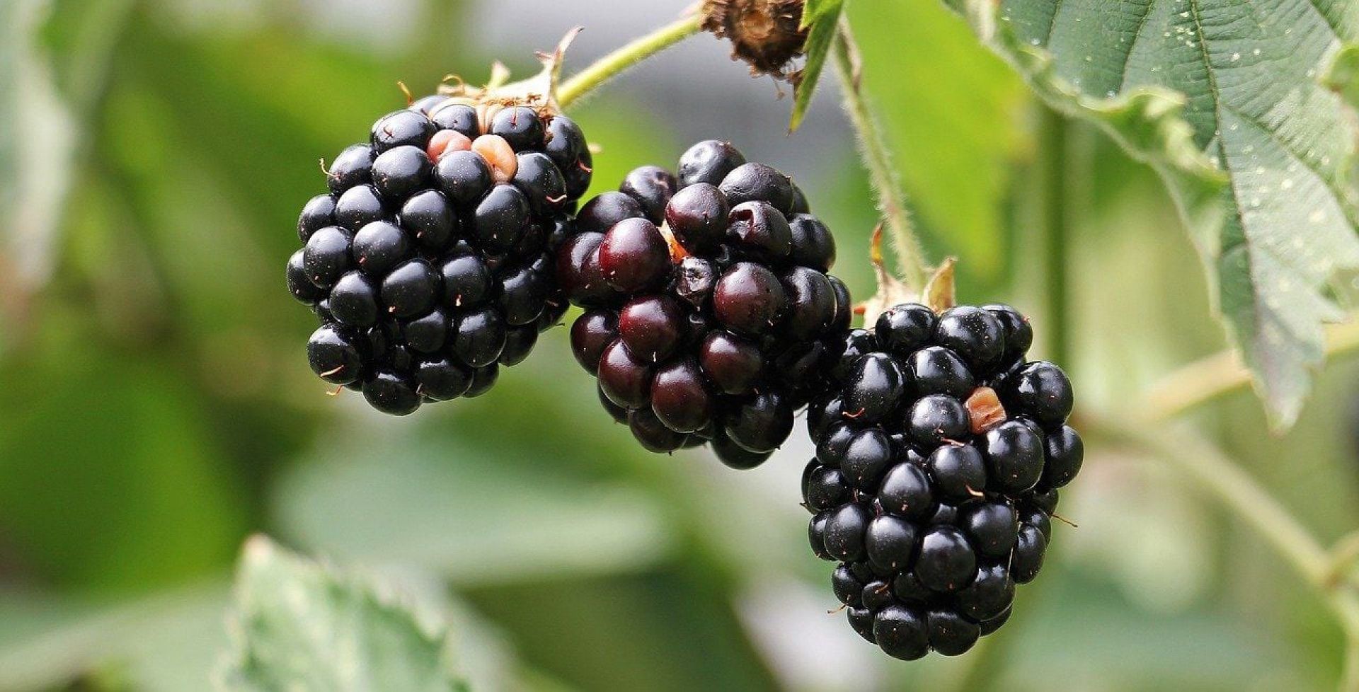 info gizi dan kandungan buah blackberry