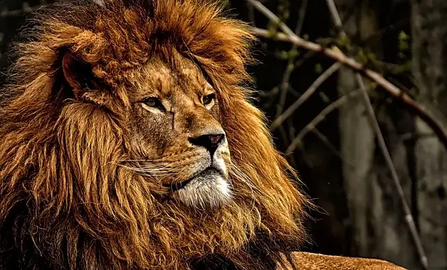 Keberanian di Balik Singa Menyeramkan