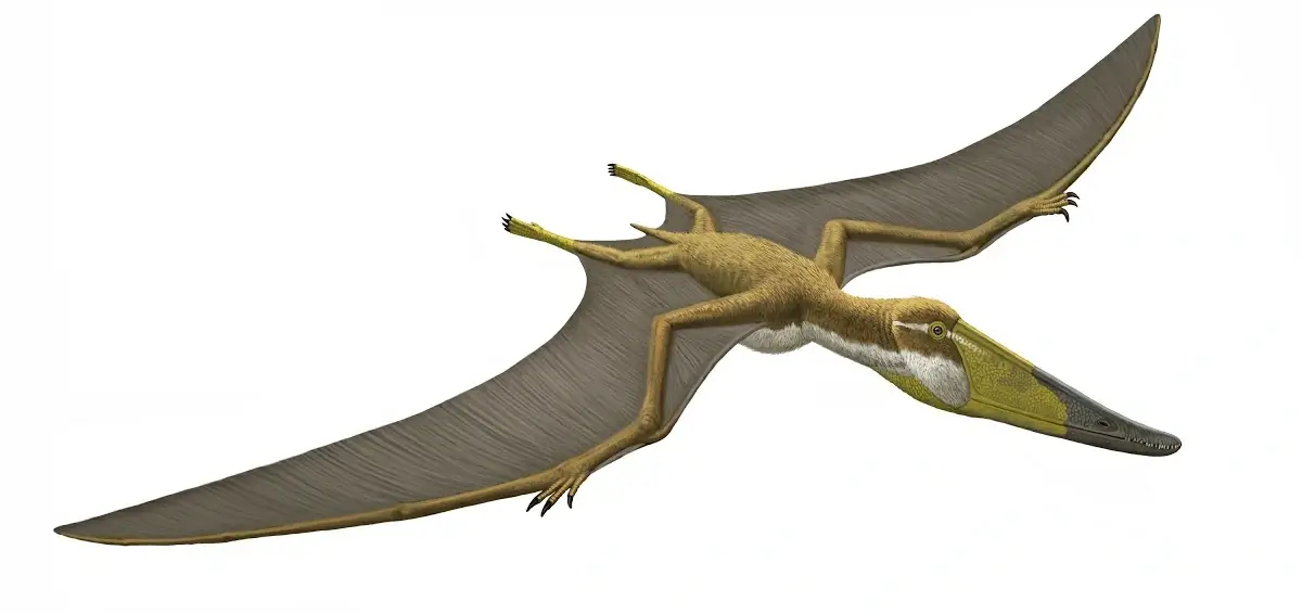 Istiodactylus