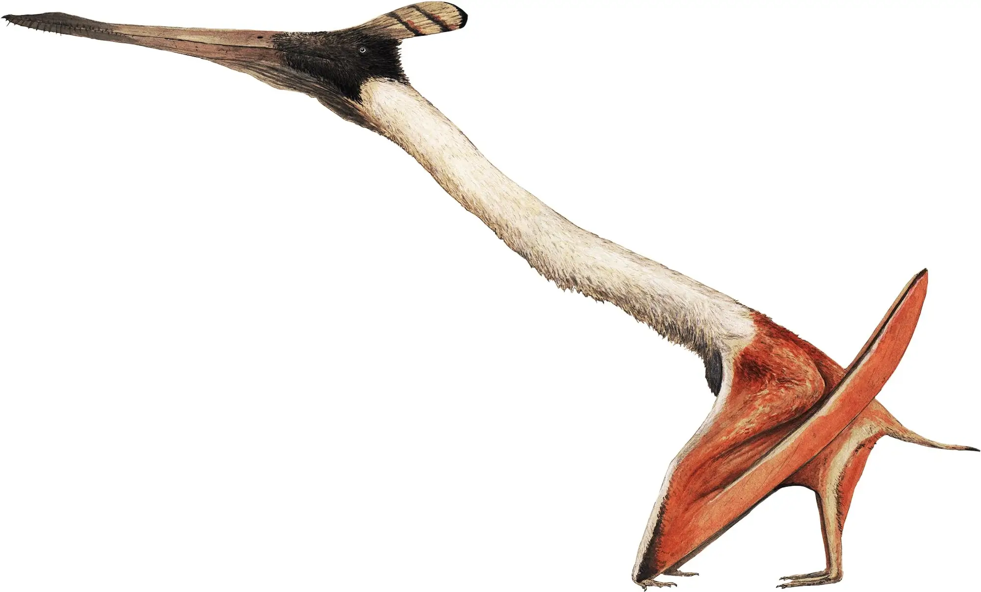 Moganopterus