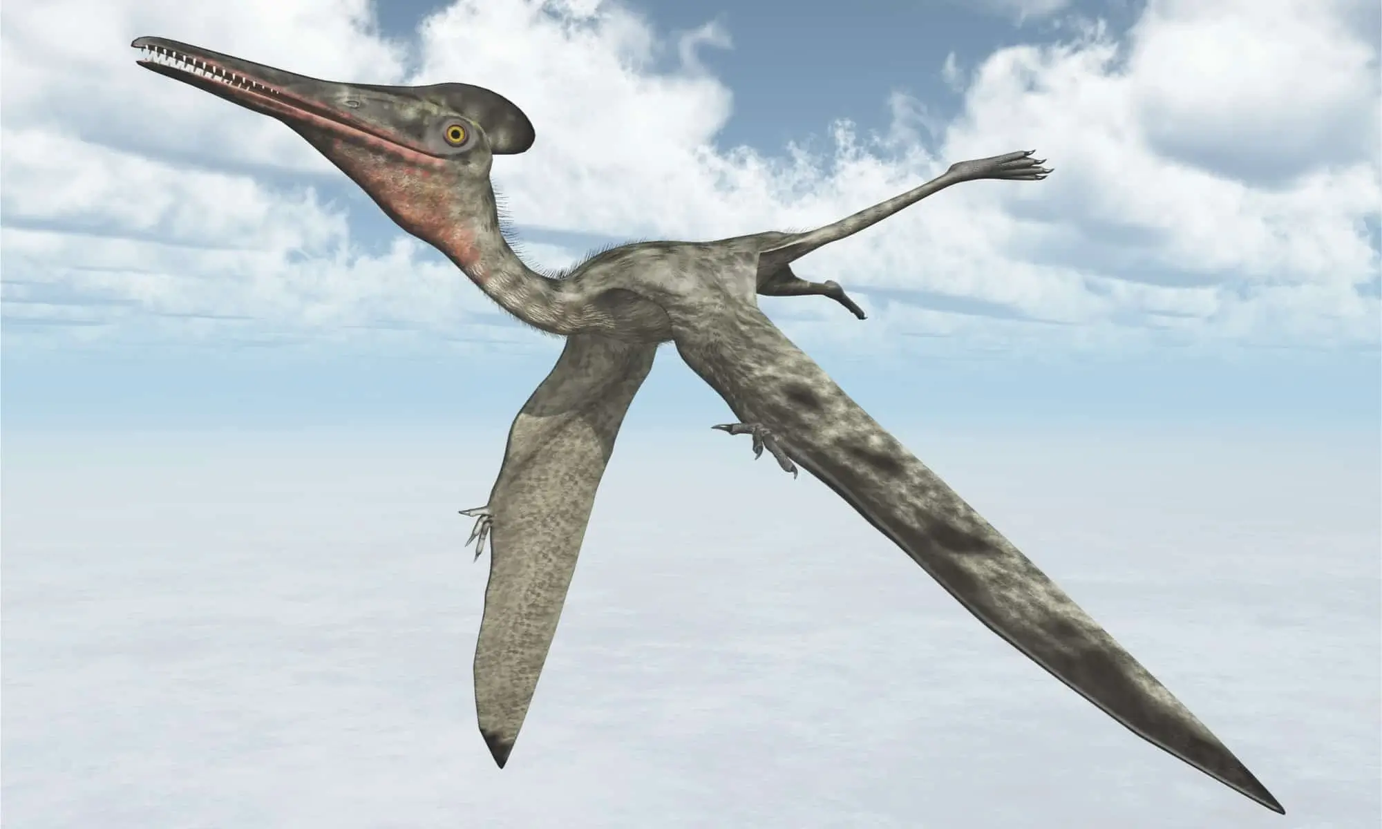 Pterodactyl