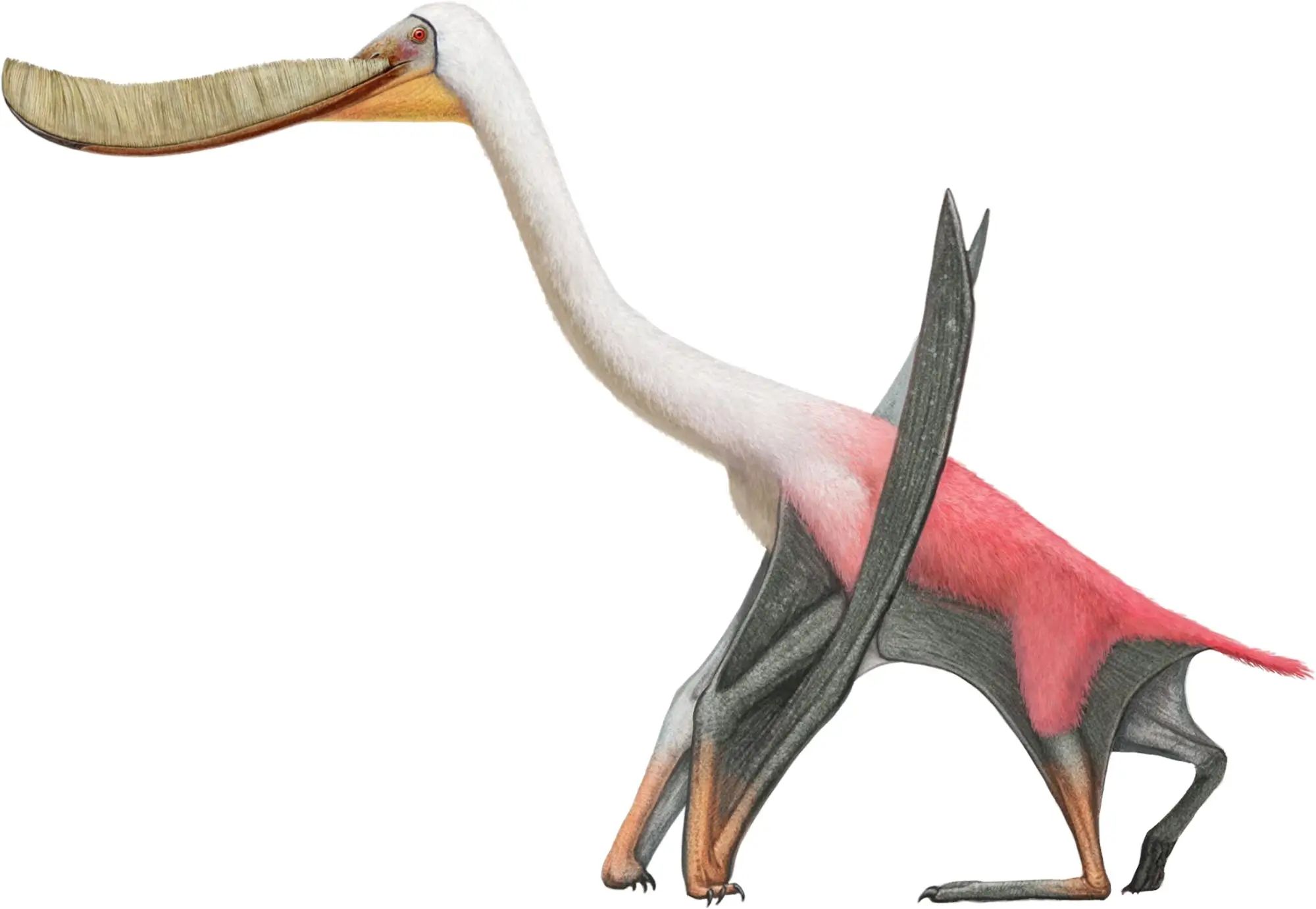 Pterodaustro