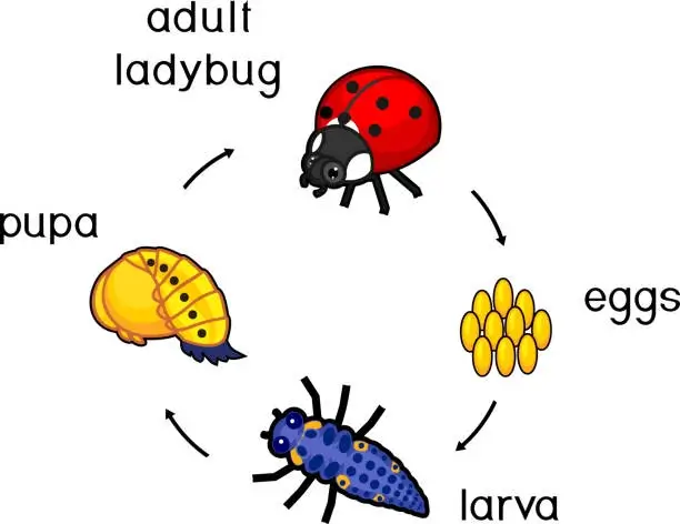 Metamorfosis Kumbang