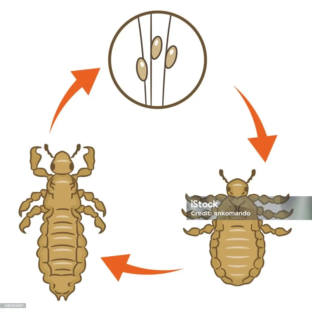 Metamorfosis Kutu