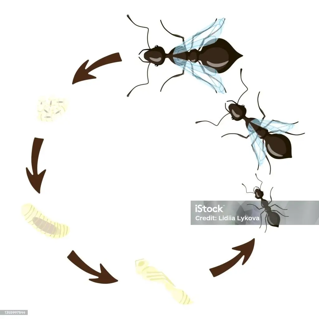 Metamorfosis Semut